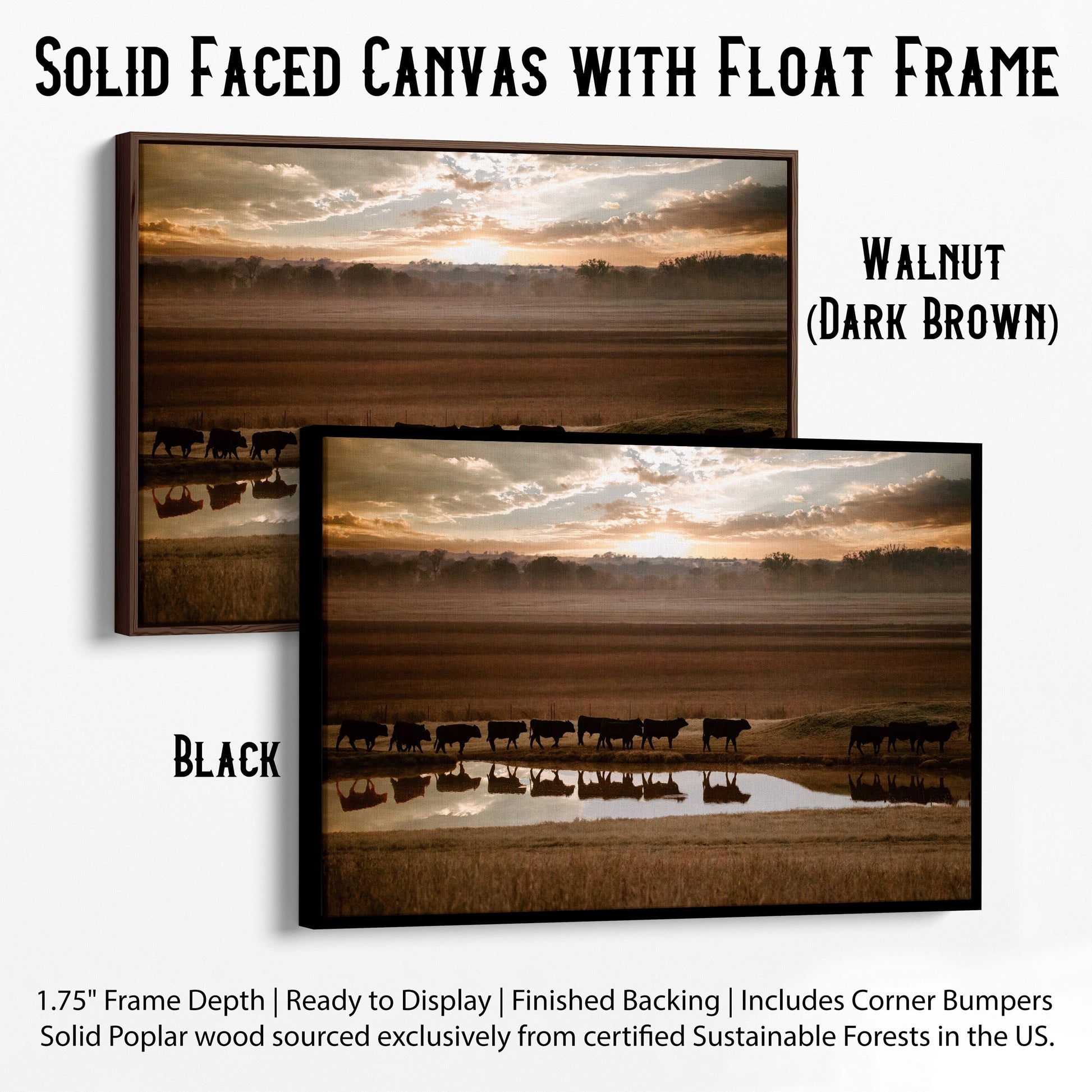 Black Angus Cattle Wall Art - Reflections Canvas-Black Frame / 12 x 18 Inches Wall Art Teri James Photography