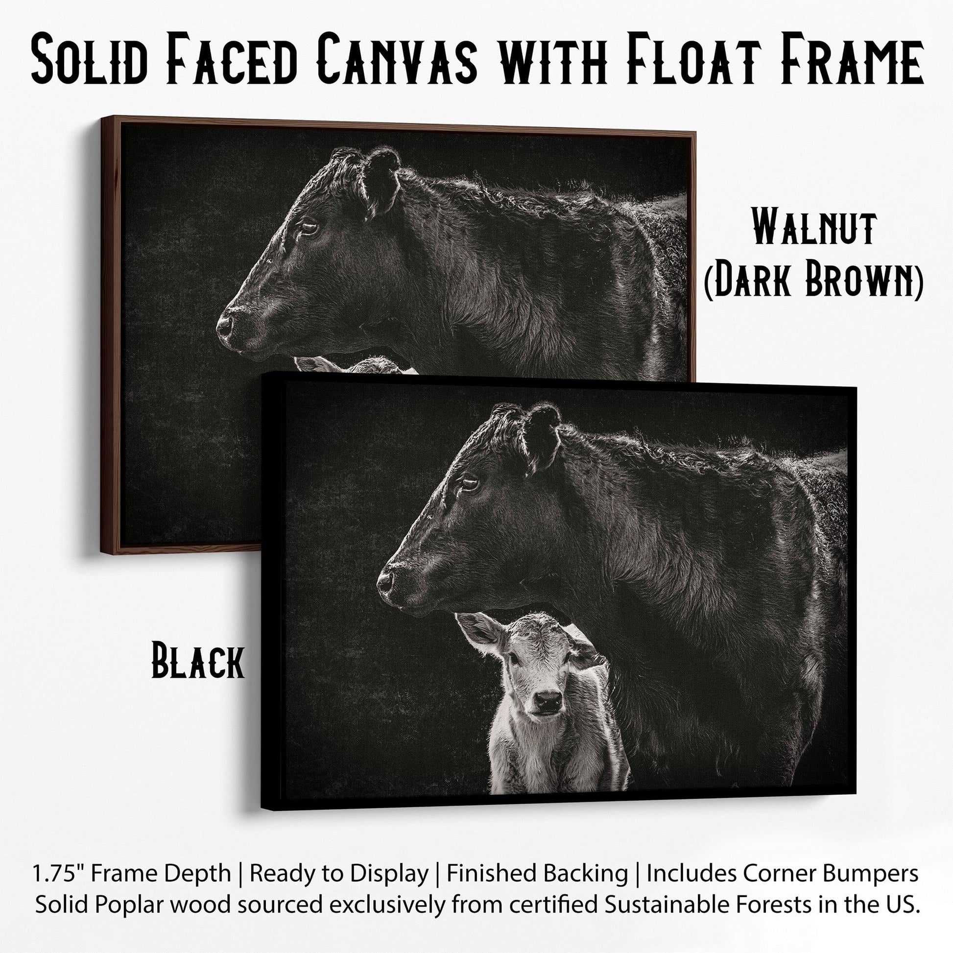 Black Angus Cow and Calf in Black & White - Modern Western Canvas-Black Frame / 12 x 18 Inches Wall Art Teri James Photography