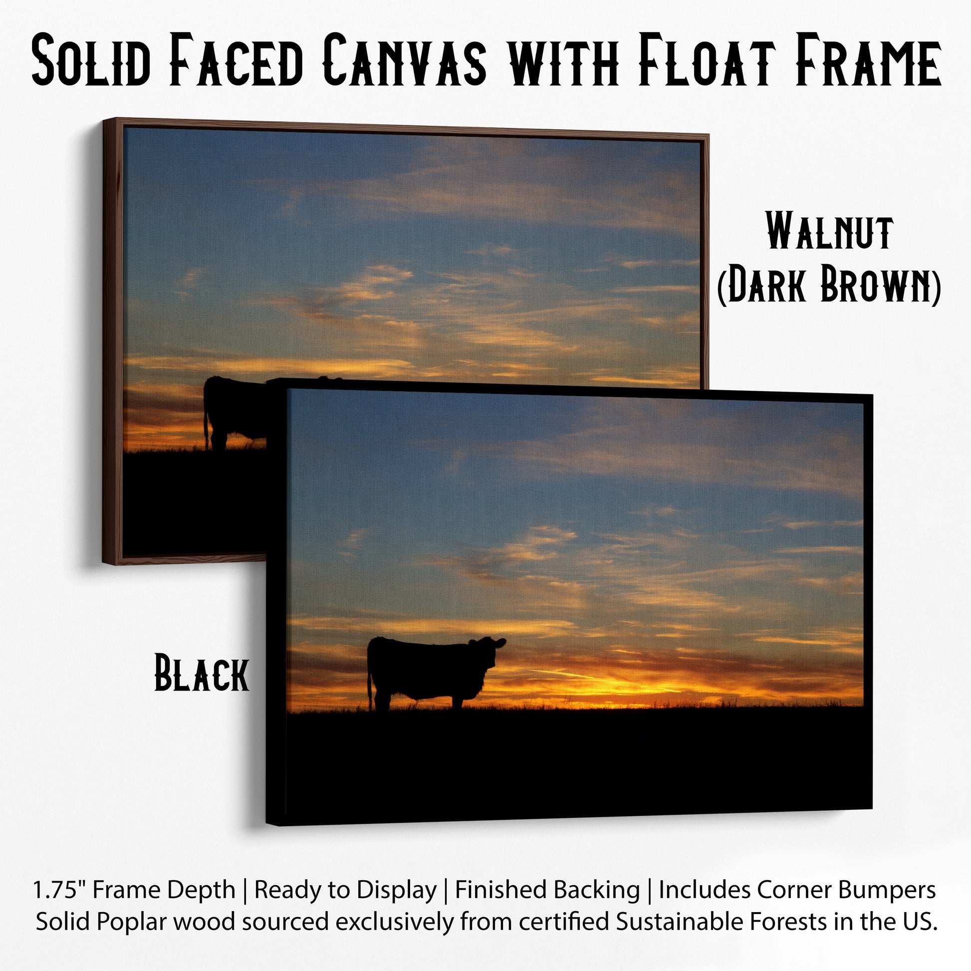 Black Angus Cow at Sunset Canvas Print Canvas-Black Frame / 12 x 18 Inches Wall Art Teri James Photography