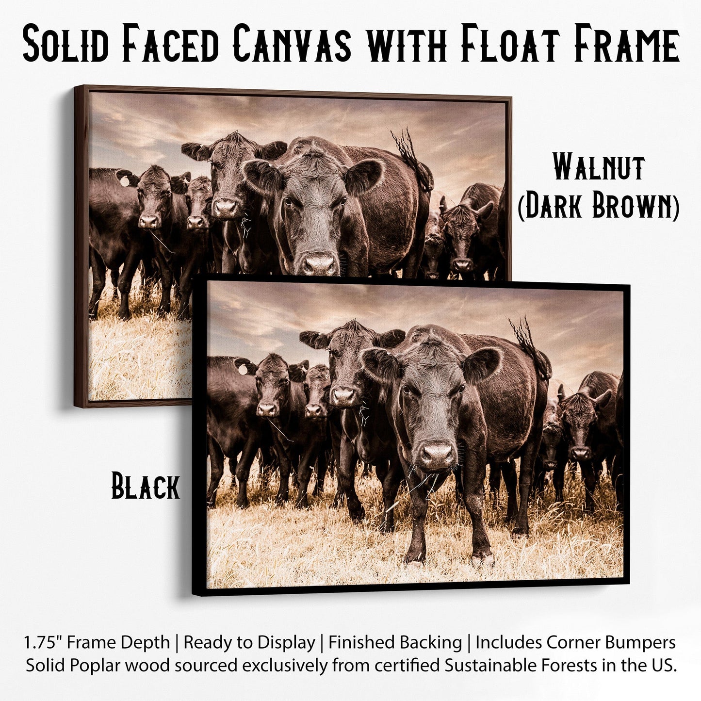 Black Angus Cow Canvas Wall Art Canvas-Black Frame / 12 x 18 Inches Wall Art Teri James Photography