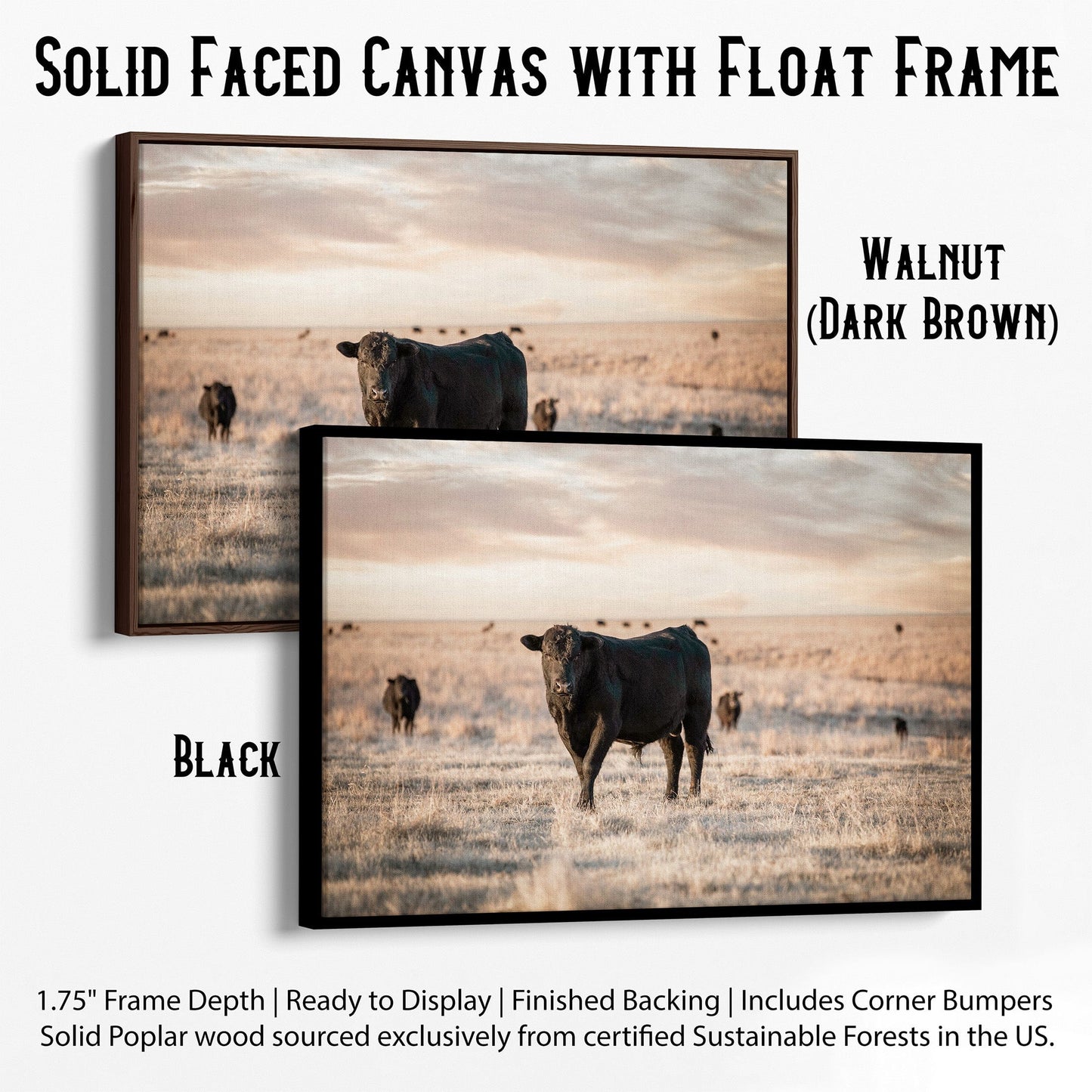 Black Angus Home Decor Canvas-Black Frame / 12 x 18 Inches Wall Art Teri James Photography