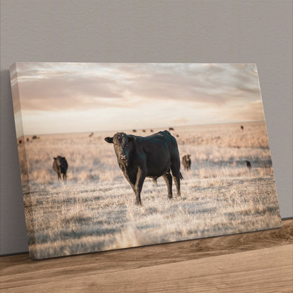 Black Angus Home Decor Canvas-Unframed / 12 x 18 Inches Wall Art Teri James Photography