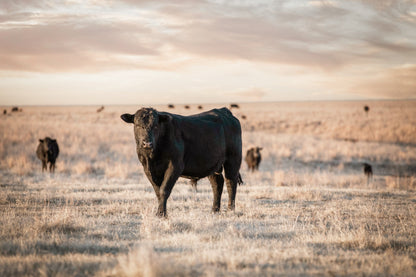 Black Angus Home Decor Paper Photo Print / 12 x 18 Inches Wall Art Teri James Photography