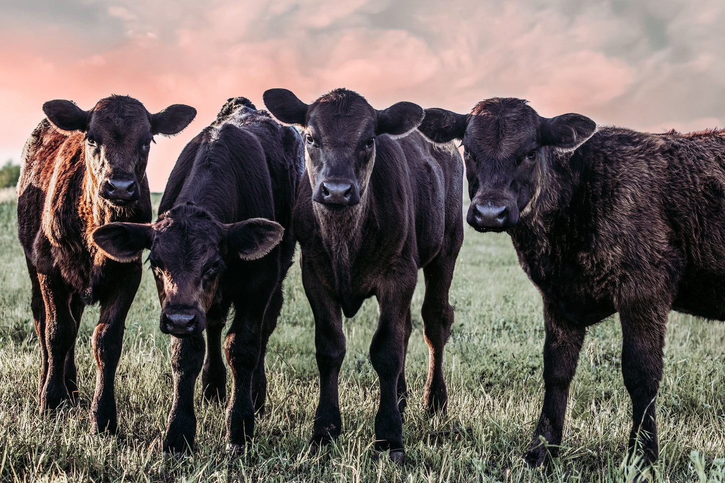 Black Angus Nursery Decor Paper Photo Print / 12 x 18 Inches Wall Art Teri James Photography