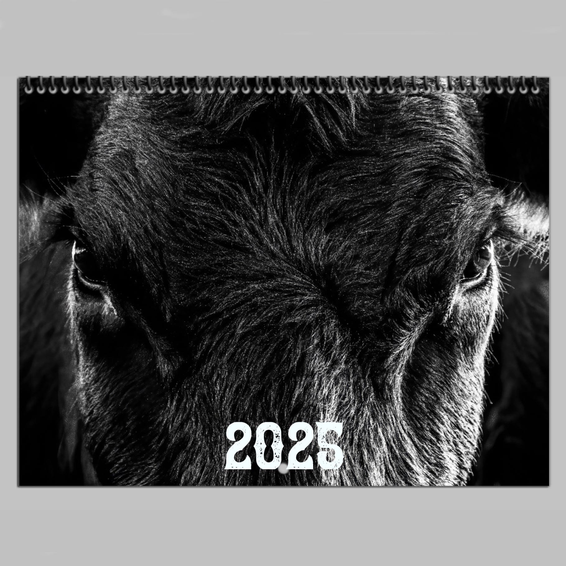 Black Angus Wall Calendar or Desktop Planner - 2025 Calendar Teri James Photography