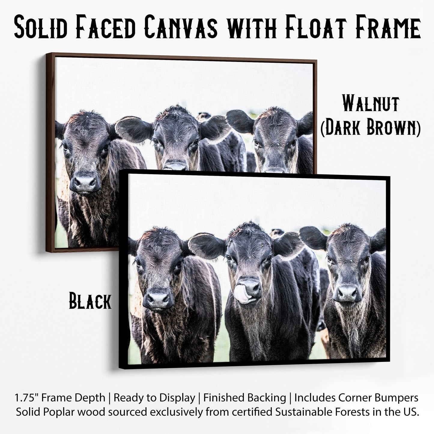 Black Angus Western Nursery Decor Canvas-Black Frame / 12 x 18 Inches Wall Art Teri James Photography