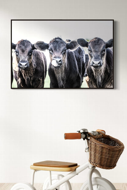 Black Angus Western Nursery Decor Wall Art Teri James Photography