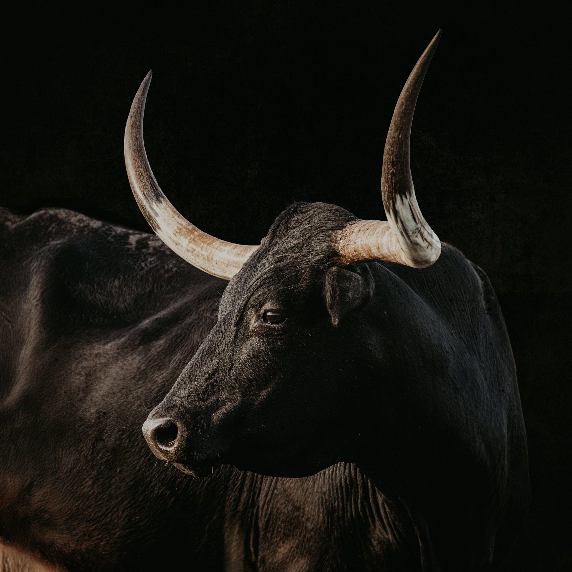 Black Texas Longhorn Cow Canvas Print Paper Photo Print / 16 x 16 Inches Wall Art Teri James Photography