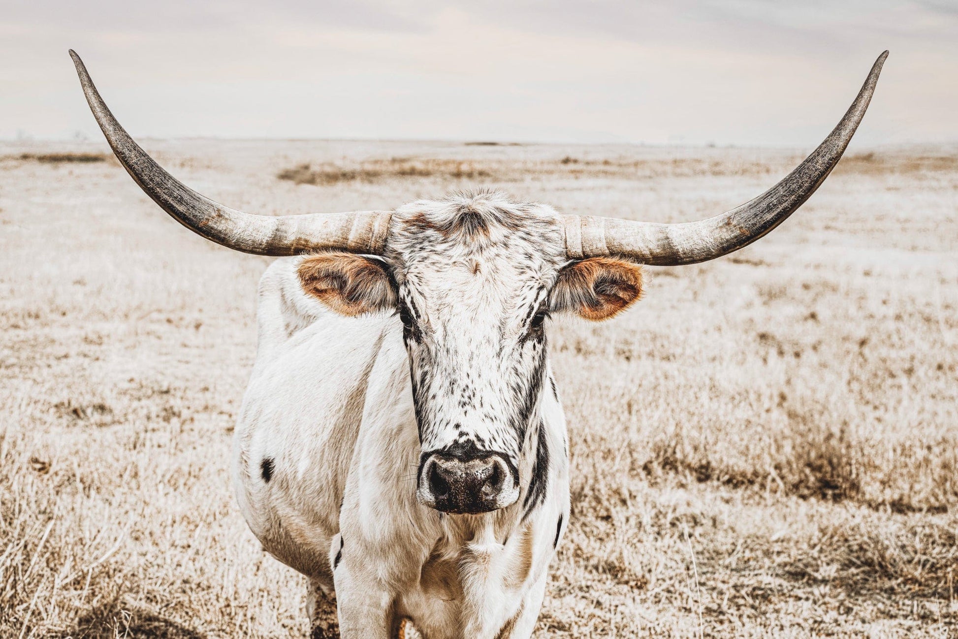 Boho Western Decor Art - Longhorn Photography Canvas Print Paper Photo Print / 12 x 18 Inches Wall Art Teri James Photography