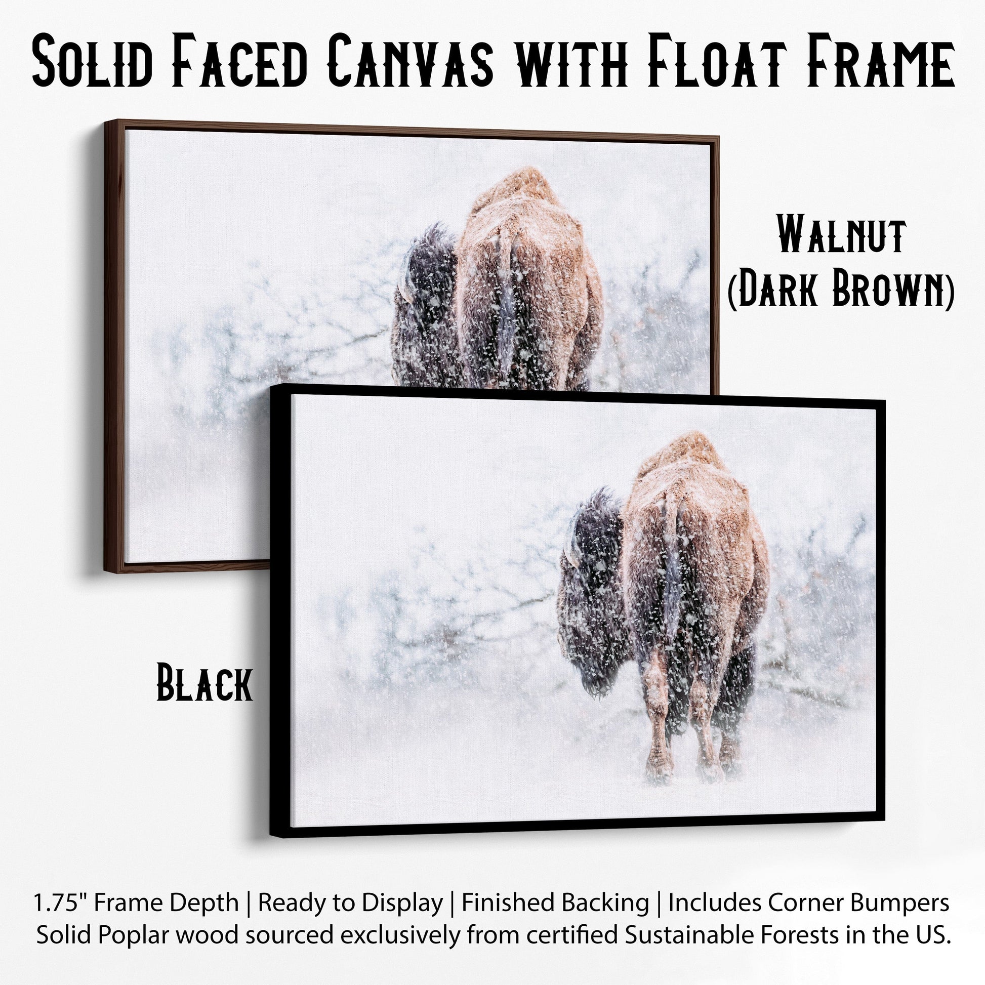 Buffalo Canvas Art Canvas-Black Frame / 12 x 18 Inches Wall Art Teri James Photography