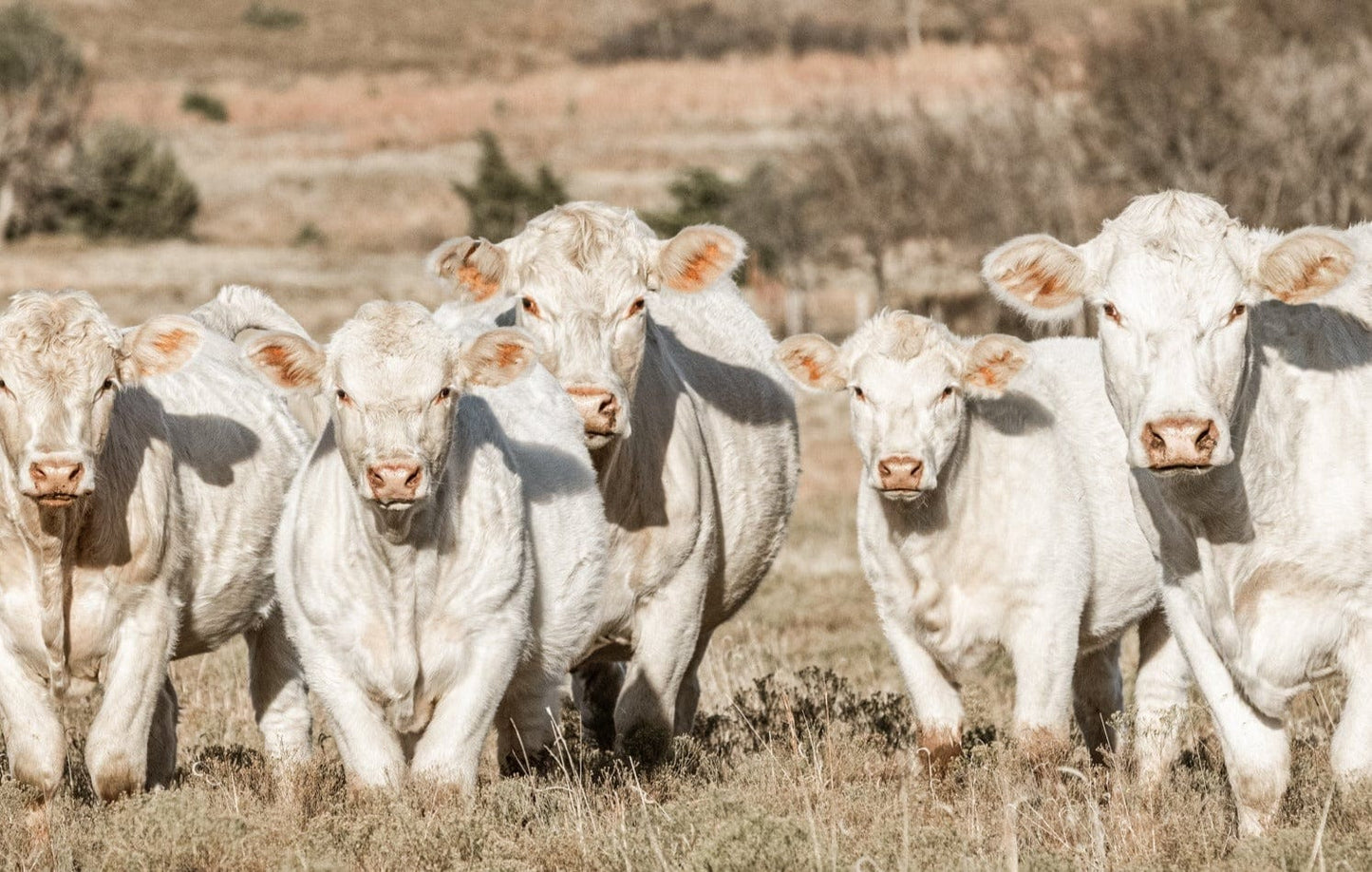 Charolais Cattle Canvas Print Paper Photo Print / 12 x 18 Inches Wall Art Teri James Photography