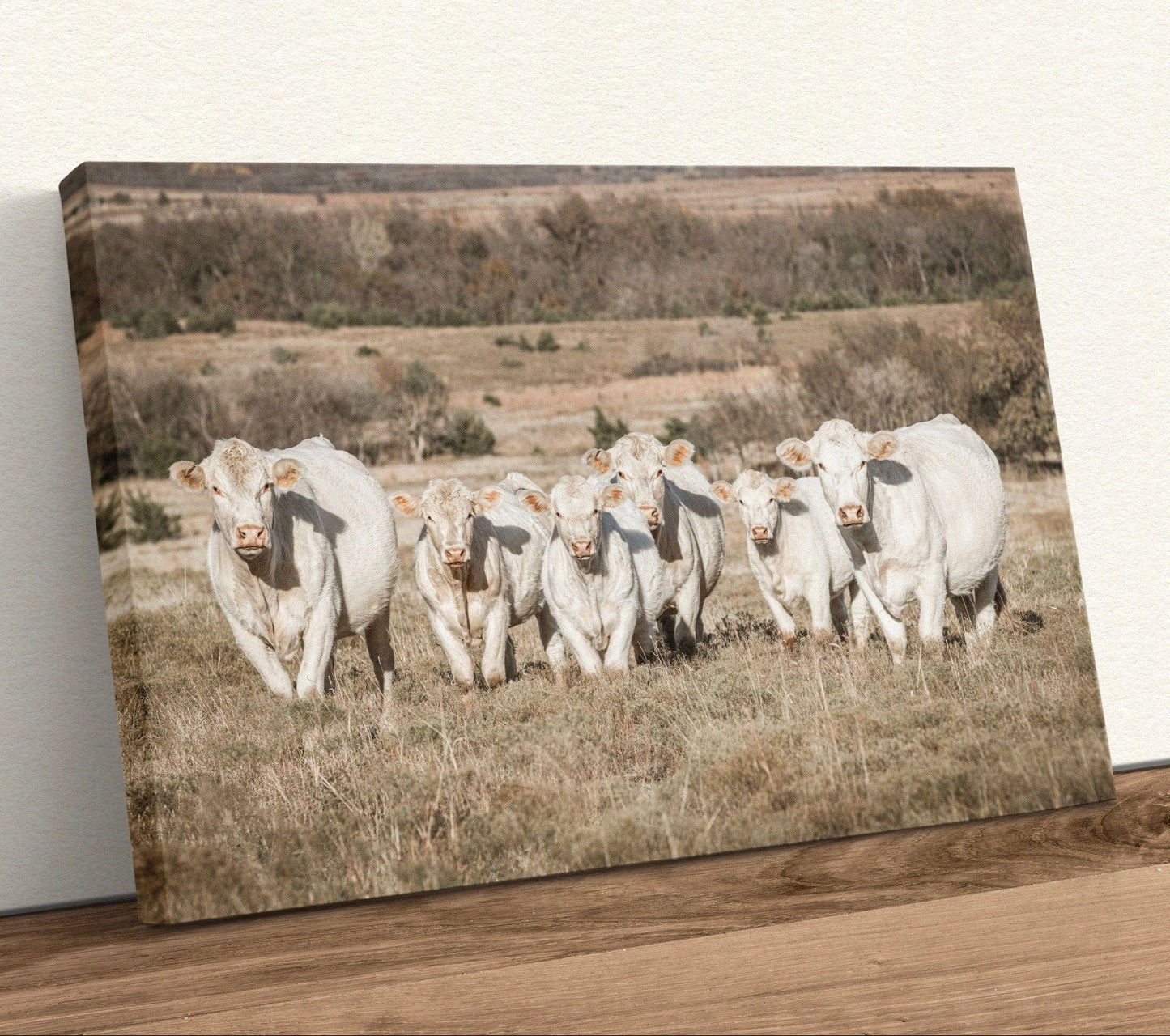 Charolais Cattle Canvas Print Canvas-Unframed / 12 x 18 Inches Wall Art Teri James Photography