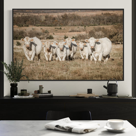 Charolais Cattle Canvas Print Wall Art Teri James Photography