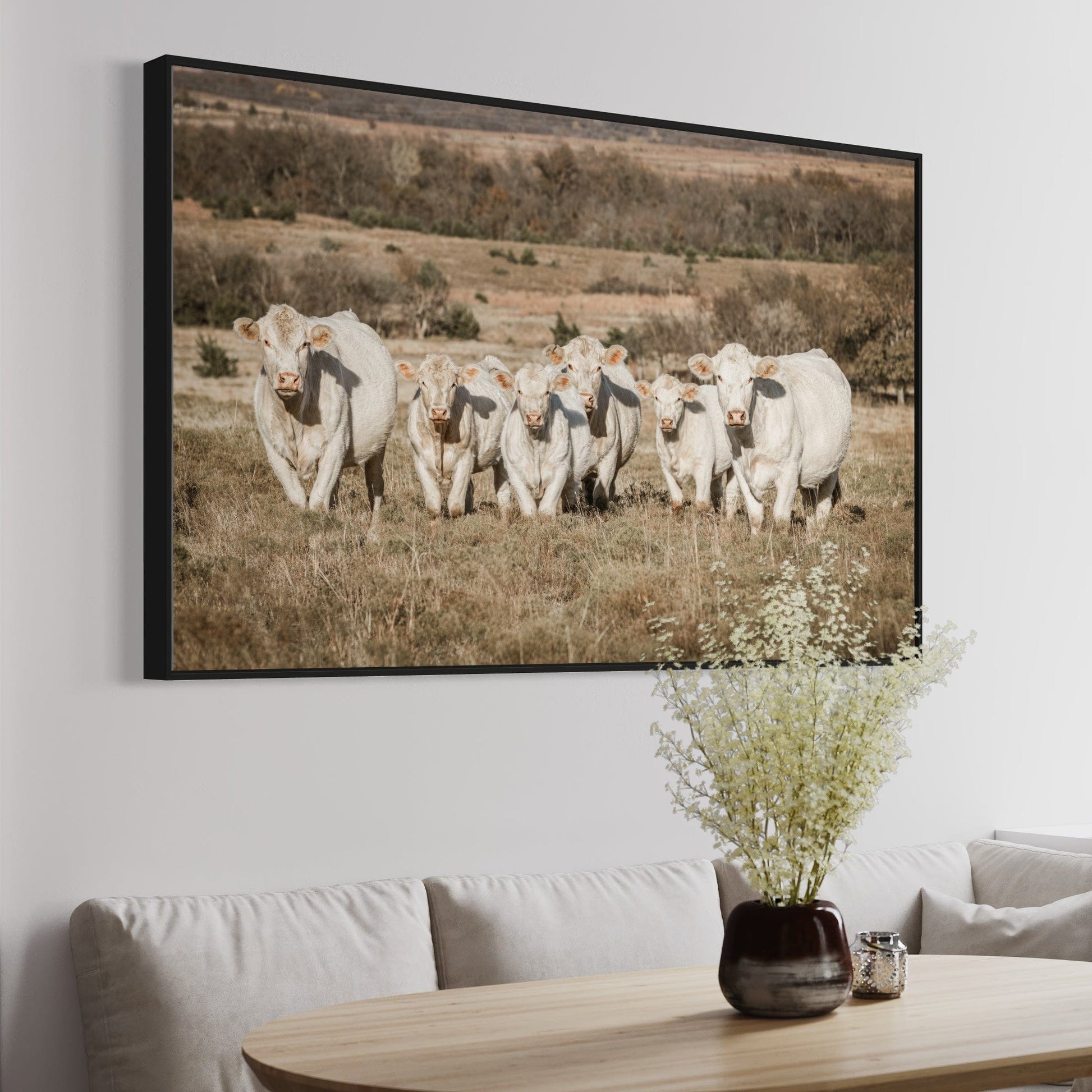 Charolais Cattle Canvas Print Wall Art Teri James Photography