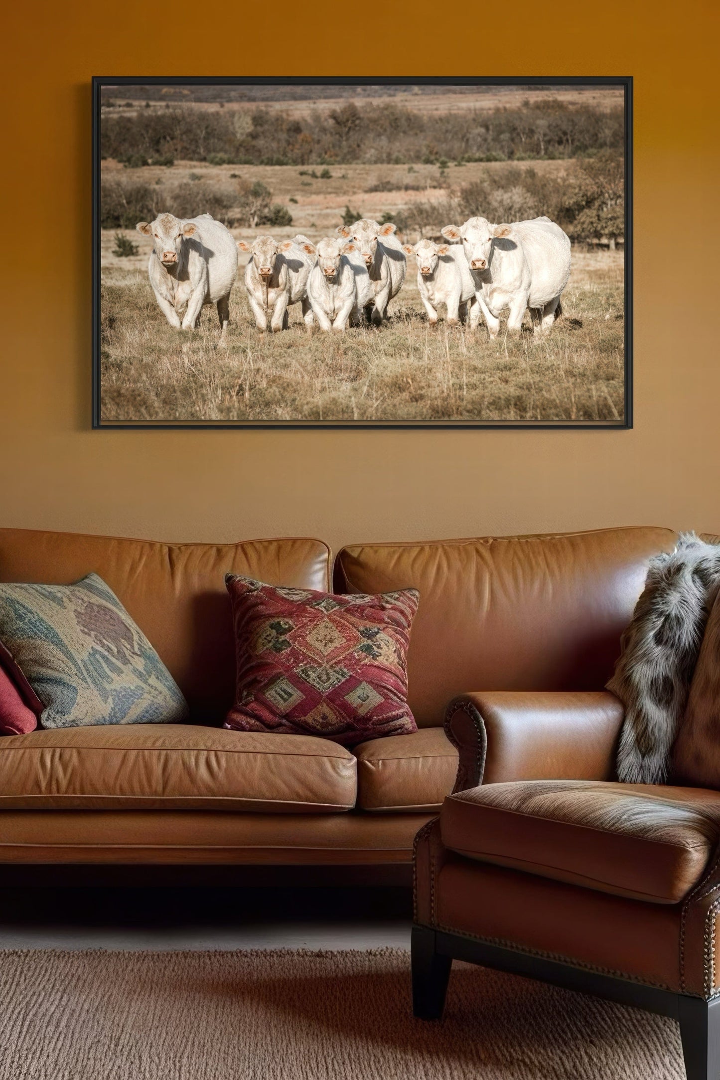 Charolais Cattle Canvas Print Wall Art Teri James Photography