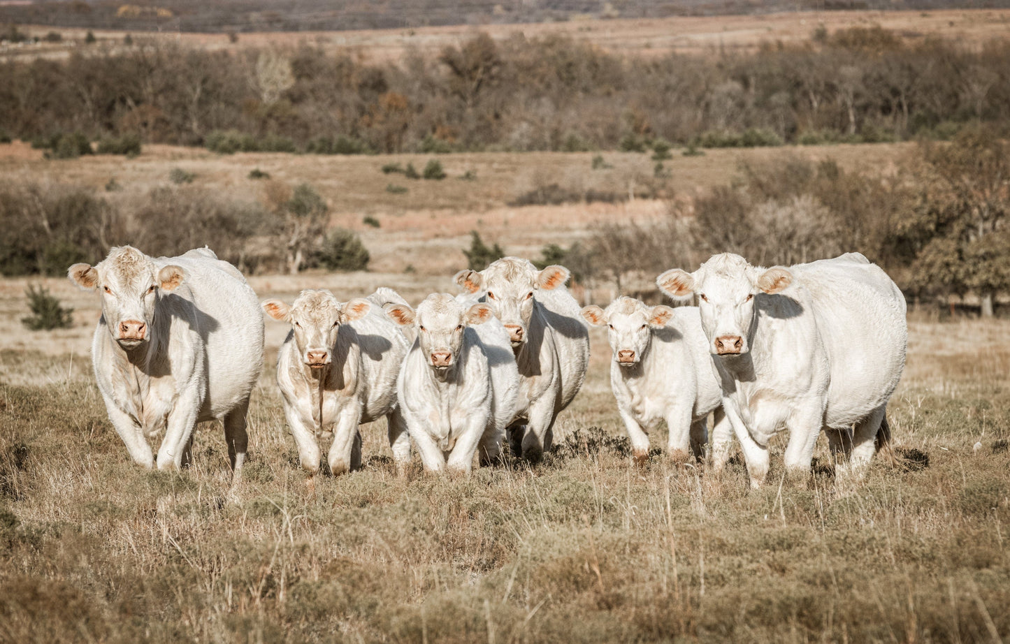 Charolais Cattle Canvas Print Wall Art Teri James Photography