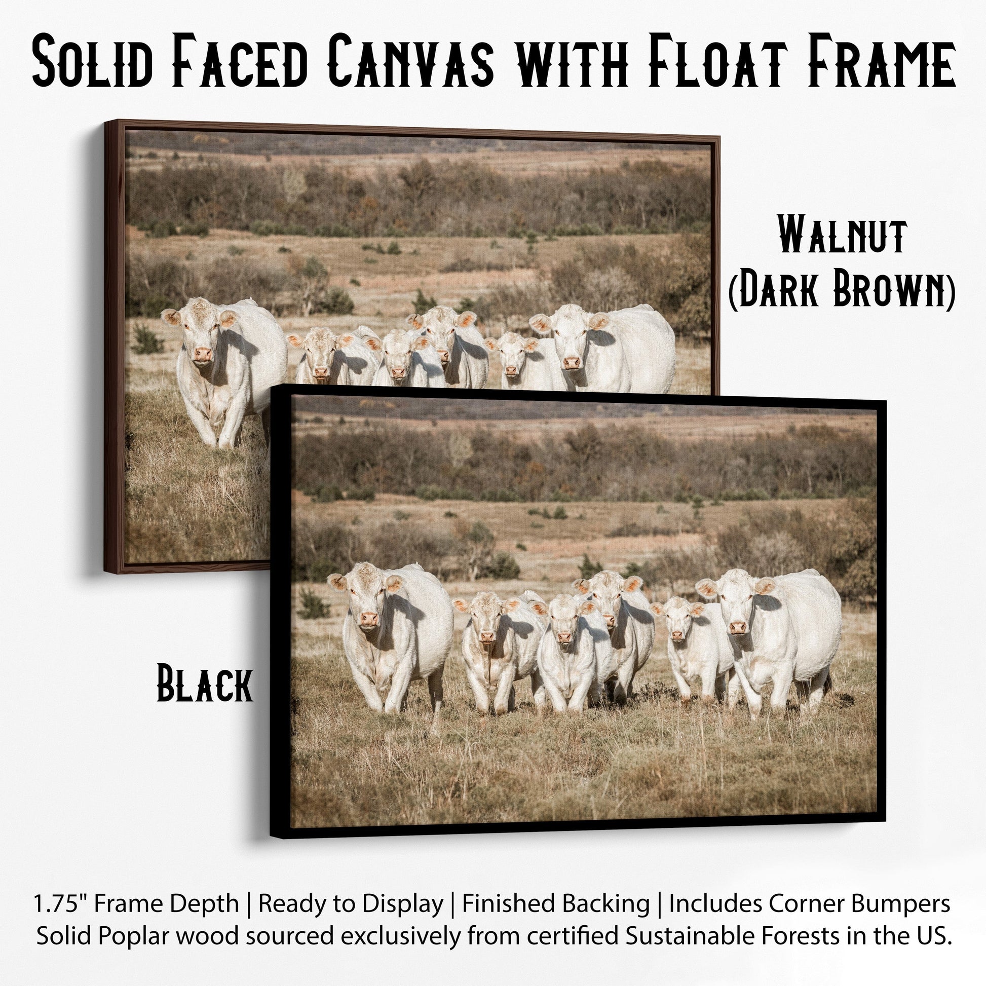 Charolais Cattle Canvas Print Canvas-Black Frame / 12 x 18 Inches Wall Art Teri James Photography