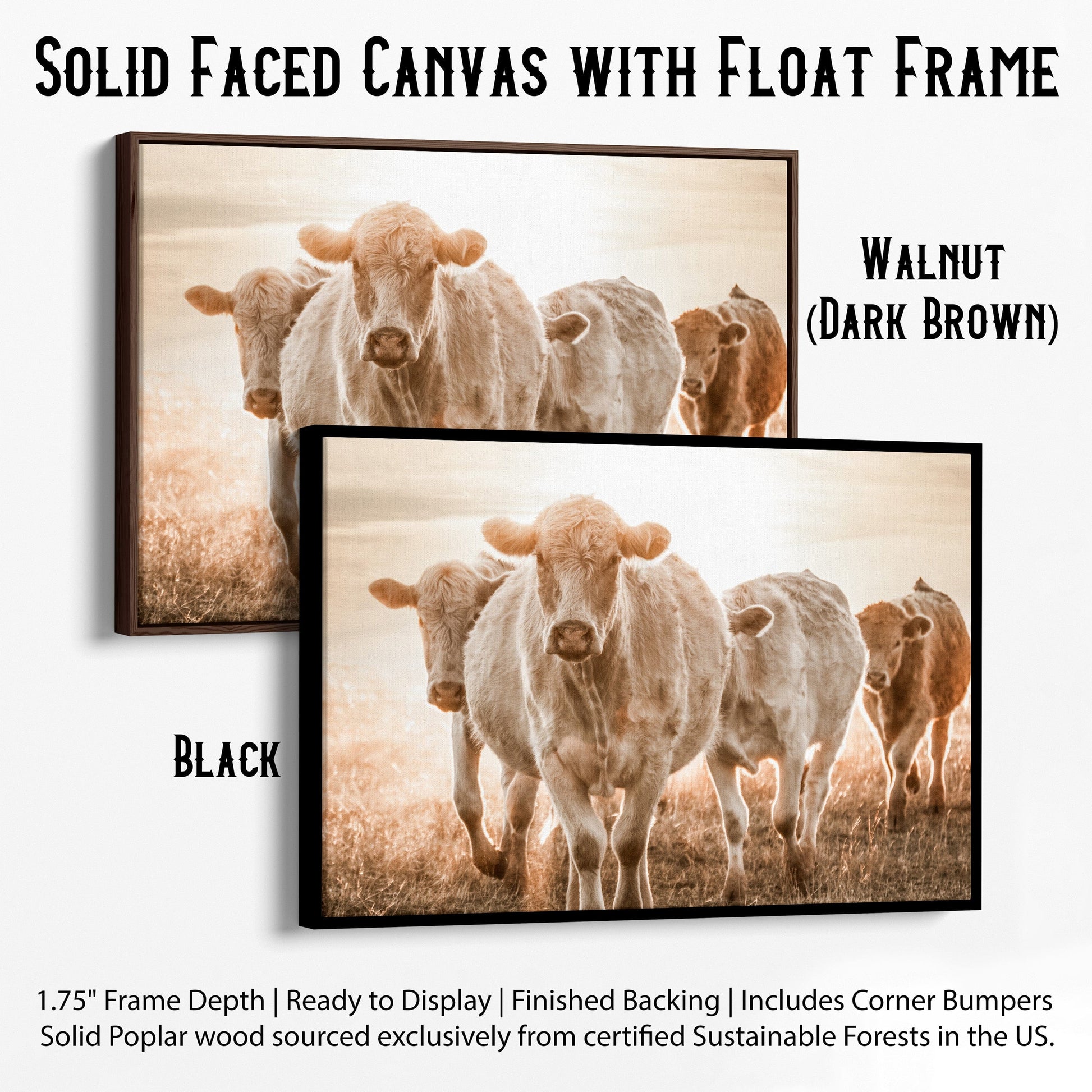 Charolais Cattle Wall Canvas Canvas-Black Frame / 12 x 18 Inches Wall Art Teri James Photography