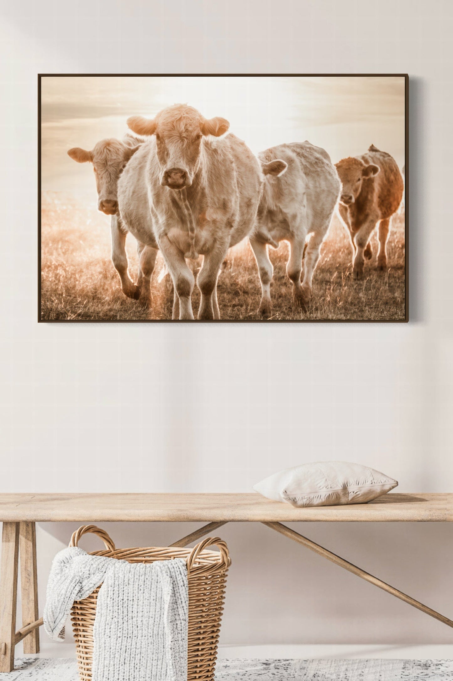 Charolais Cattle Wall Canvas Wall Art Teri James Photography