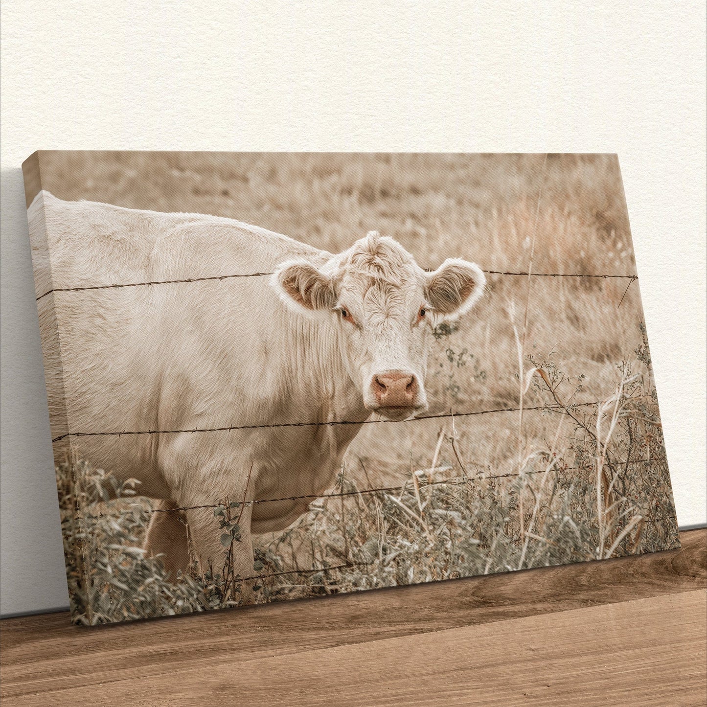 Charolais Cow Canvas Print Canvas-Unframed / 12 x 18 Inches Wall Art Teri James Photography