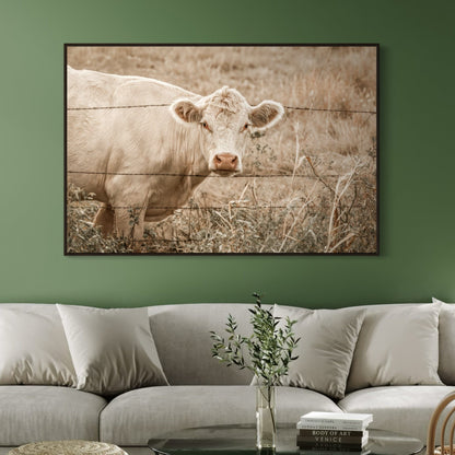 Charolais Cow Canvas Print Wall Art Teri James Photography