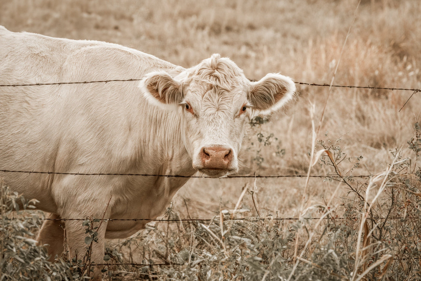 Charolais Cow Canvas Print Paper Photo Print / 12 x 18 Inches Wall Art Teri James Photography