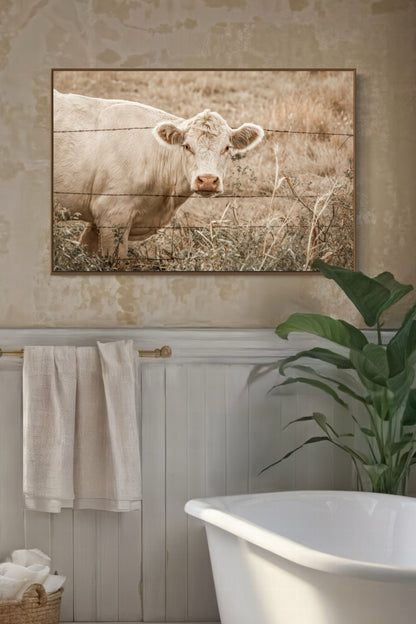 Charolais Cow Canvas Print Wall Art Teri James Photography