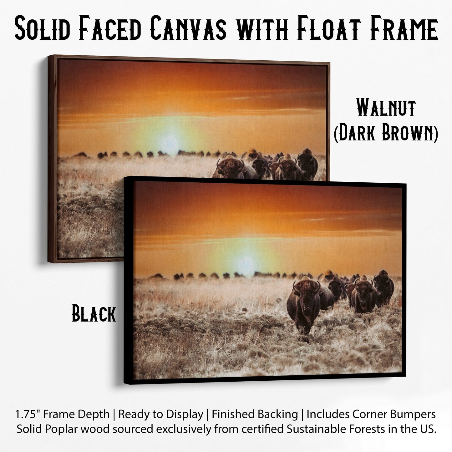 Colorful Bison Canvas Print Canvas-Black Frame / 12 x 18 Inches Wall Art Teri James Photography