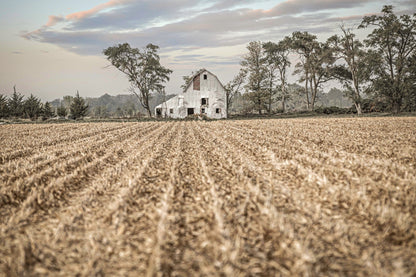 Barn Art Print - Nebraska Cornfield Paper Photo Print / 12 x 18 Inches Wall Art Teri James Photography