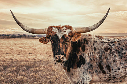 Cow Decor Texas Longhorn Canvas Paper Photo Print / 12 x 18 Inches Wall Art Teri James Photography