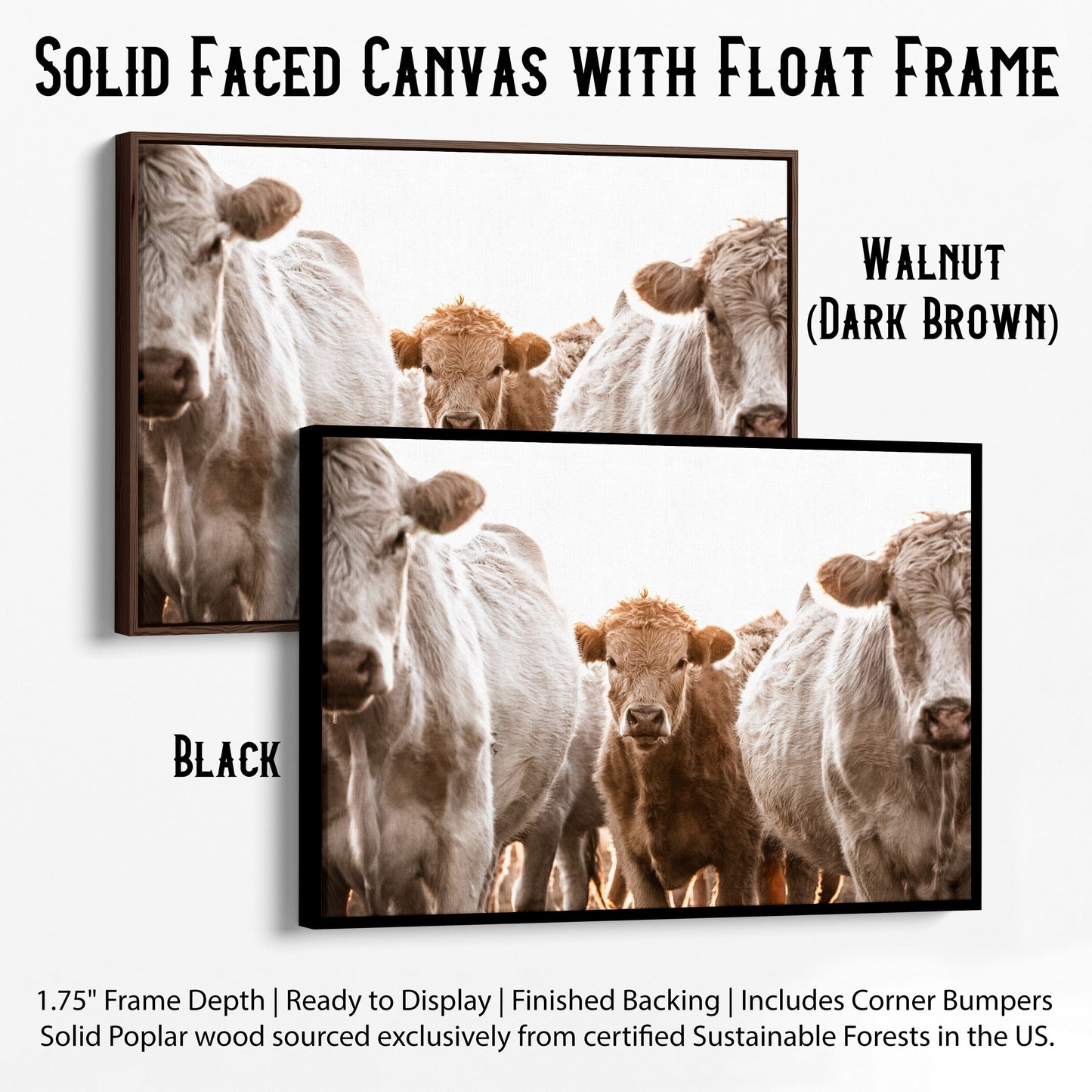 Cow Nursery Wall Art - Charolais Cattle Canvas-Black Frame / 12 x 18 Inches Wall Art Teri James Photography