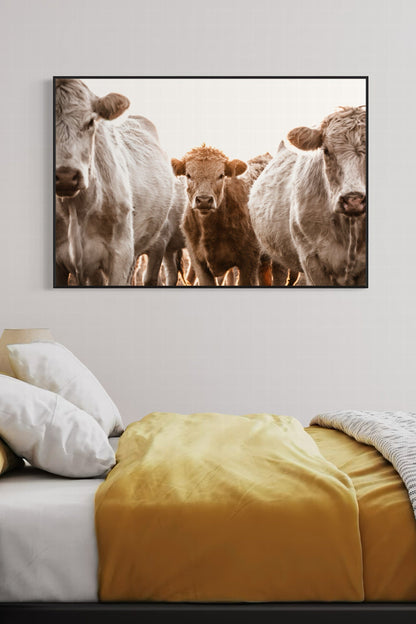 Cow Nursery Wall Art - Charolais Cattle Wall Art Teri James Photography