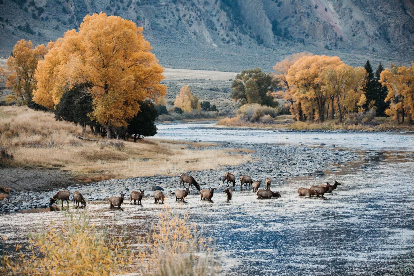 Elk in Paradise Valley Print Paper Photo Print / 12 x 18 Inches Wall Art Teri James Photography