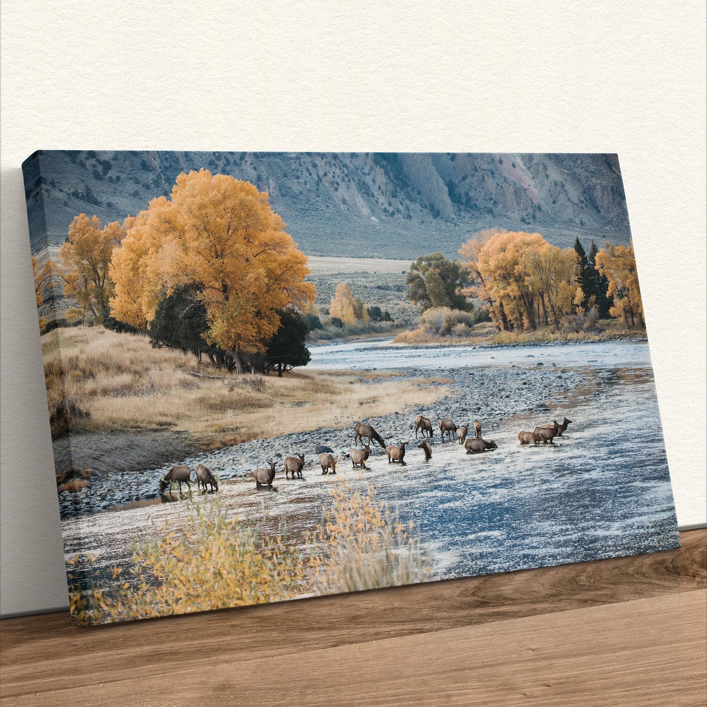 Elk in Paradise Valley Print Canvas-Unframed / 12 x 18 Inches Wall Art Teri James Photography