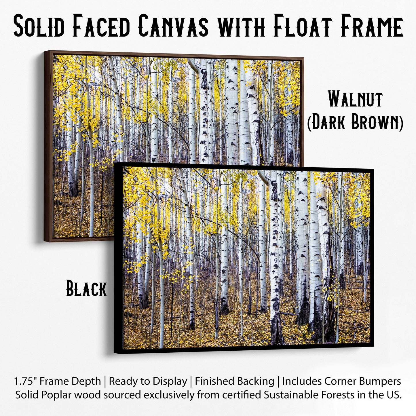 Fall Aspen Tree Wall Art - Colorado Scenic Photography Canvas-Black Frame / 12 x 18 Inches Wall Art Teri James Photography