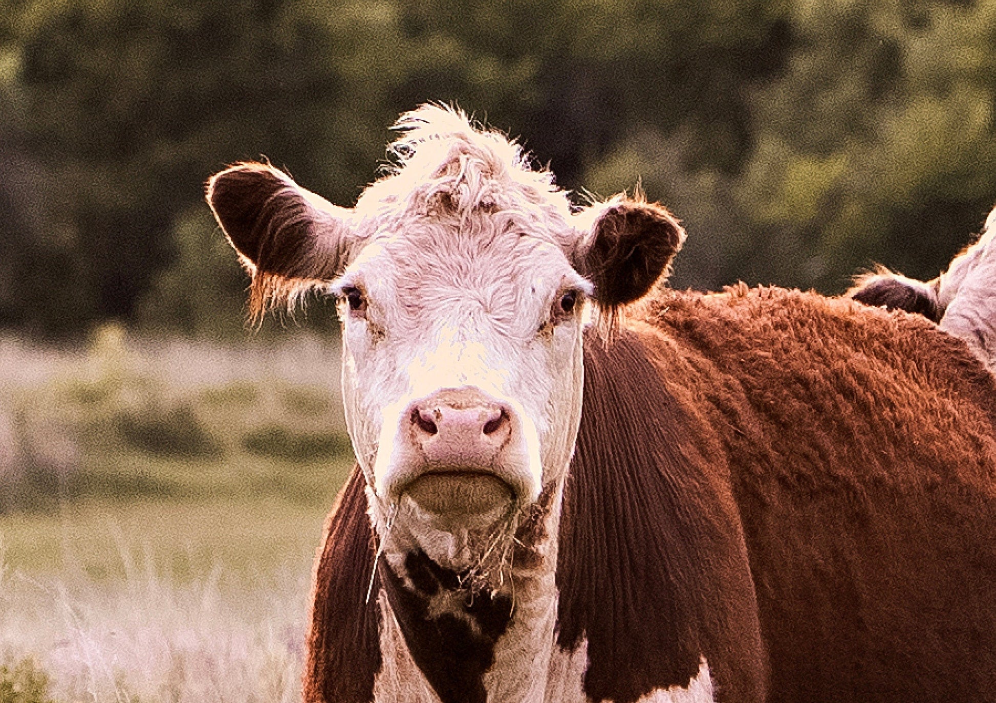 Hereford Cattle Wall Art Wall Art Teri James Photography