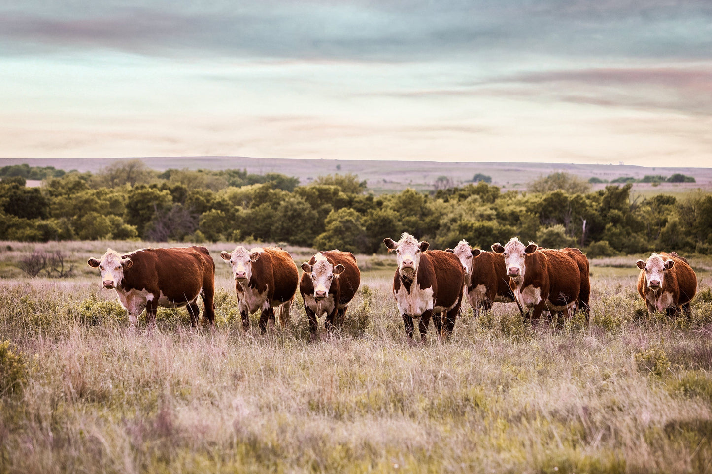 Hereford Cattle Wall Art Paper Photo Print / 12 x 18 Inches Wall Art Teri James Photography