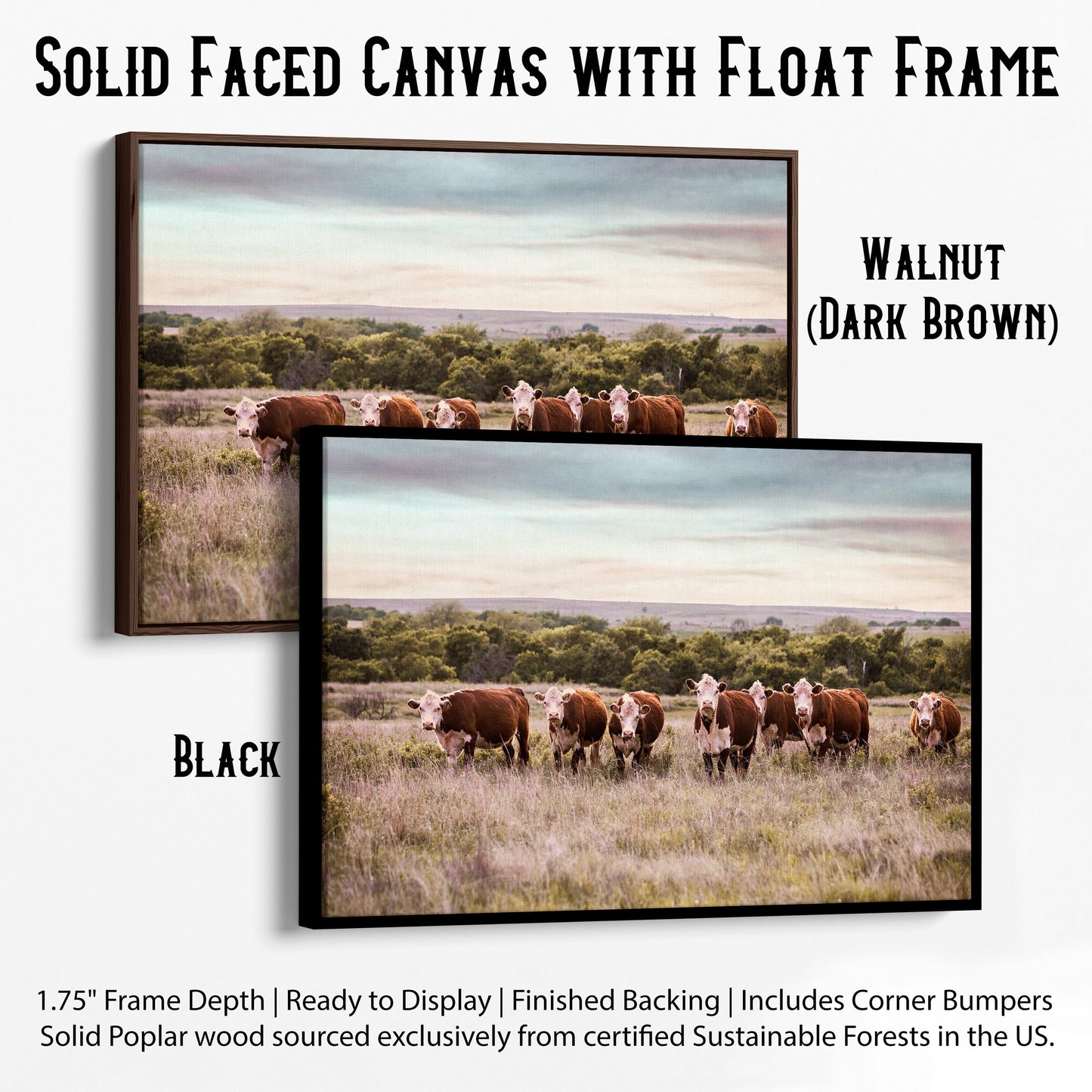 Hereford Cattle Wall Art Canvas-Black Frame / 12 x 18 Inches Wall Art Teri James Photography