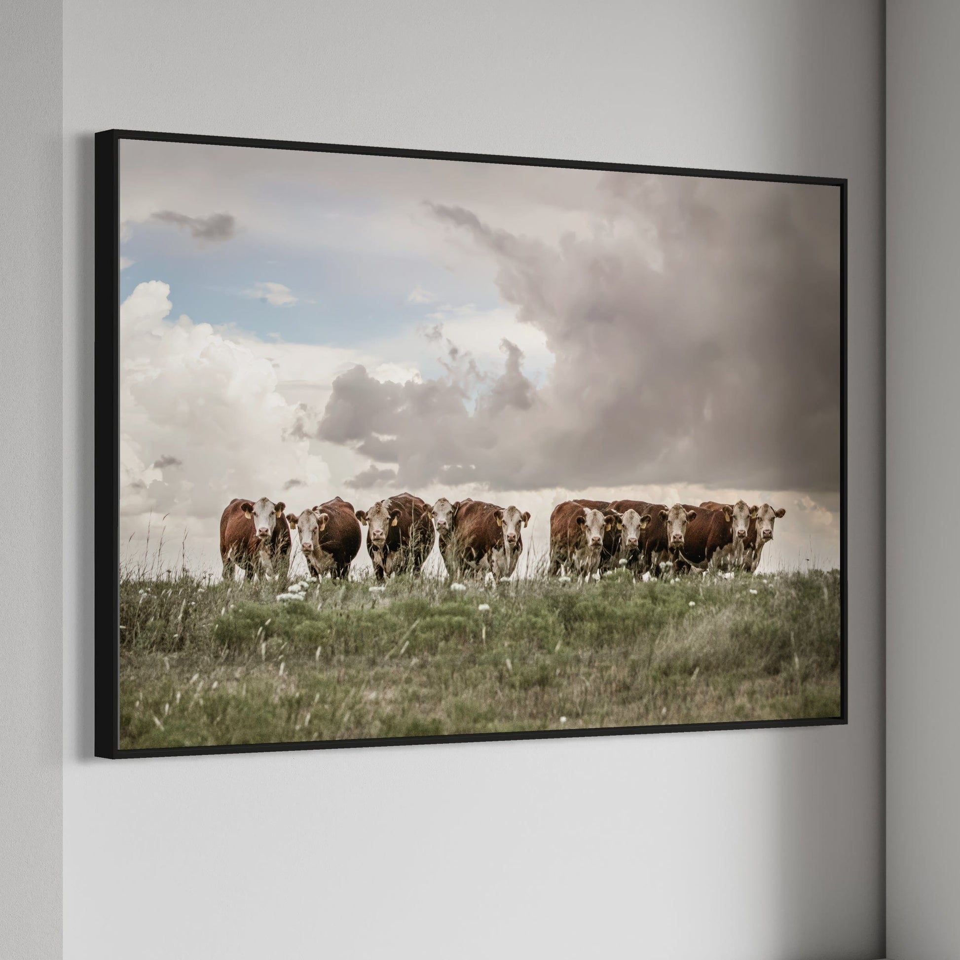 Hereford Cows Canvas Print Wall Art Teri James Photography