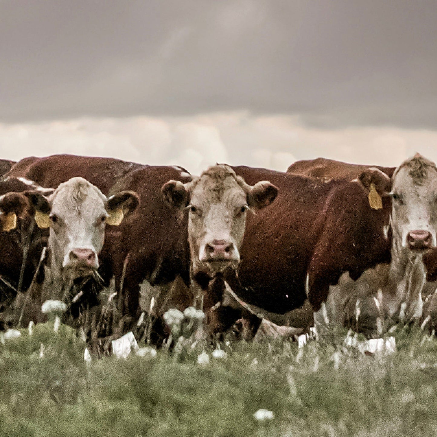 Hereford Cows Canvas Print Wall Art Teri James Photography