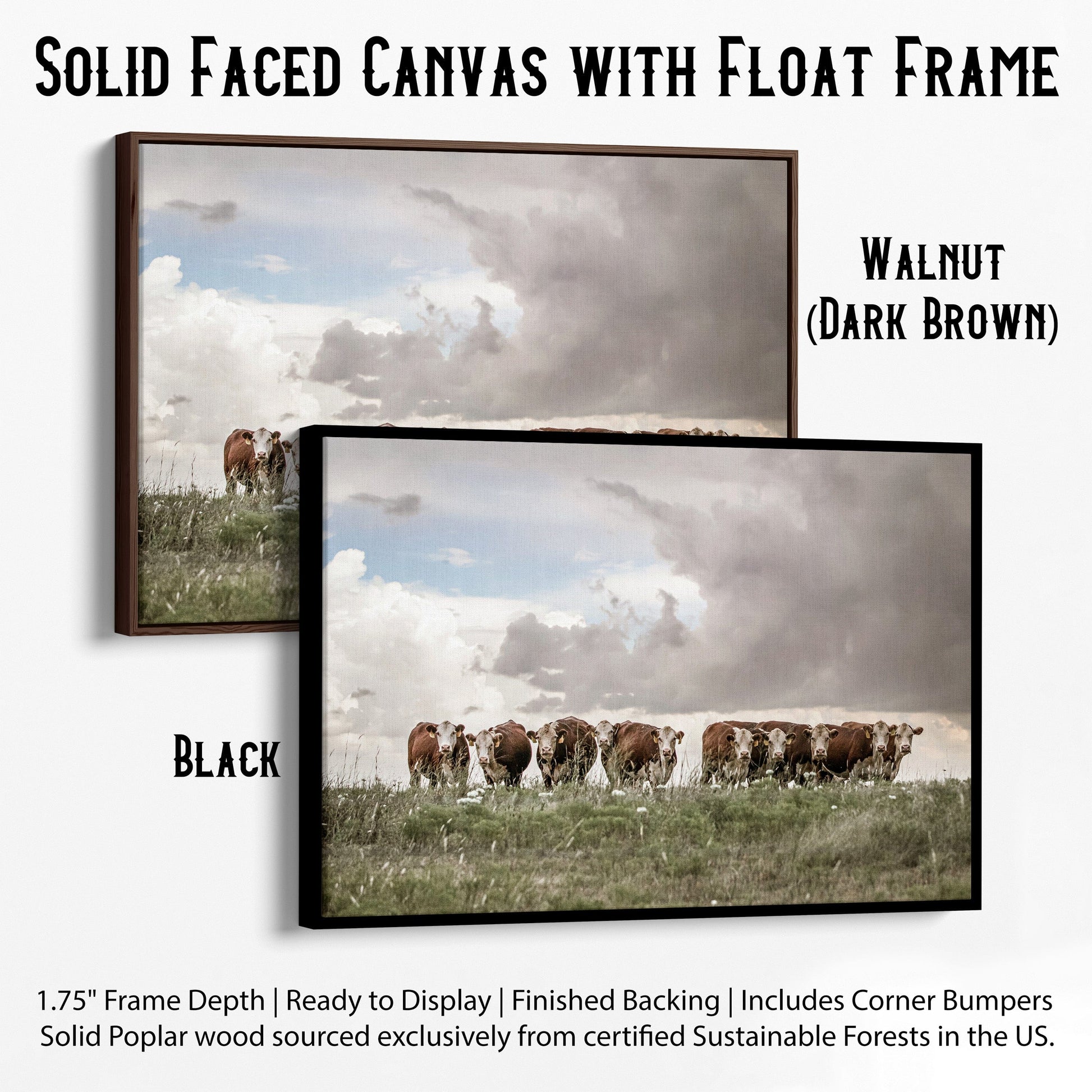 Hereford Cows Canvas Print Canvas-Black Frame / 12 x 18 Inches Wall Art Teri James Photography