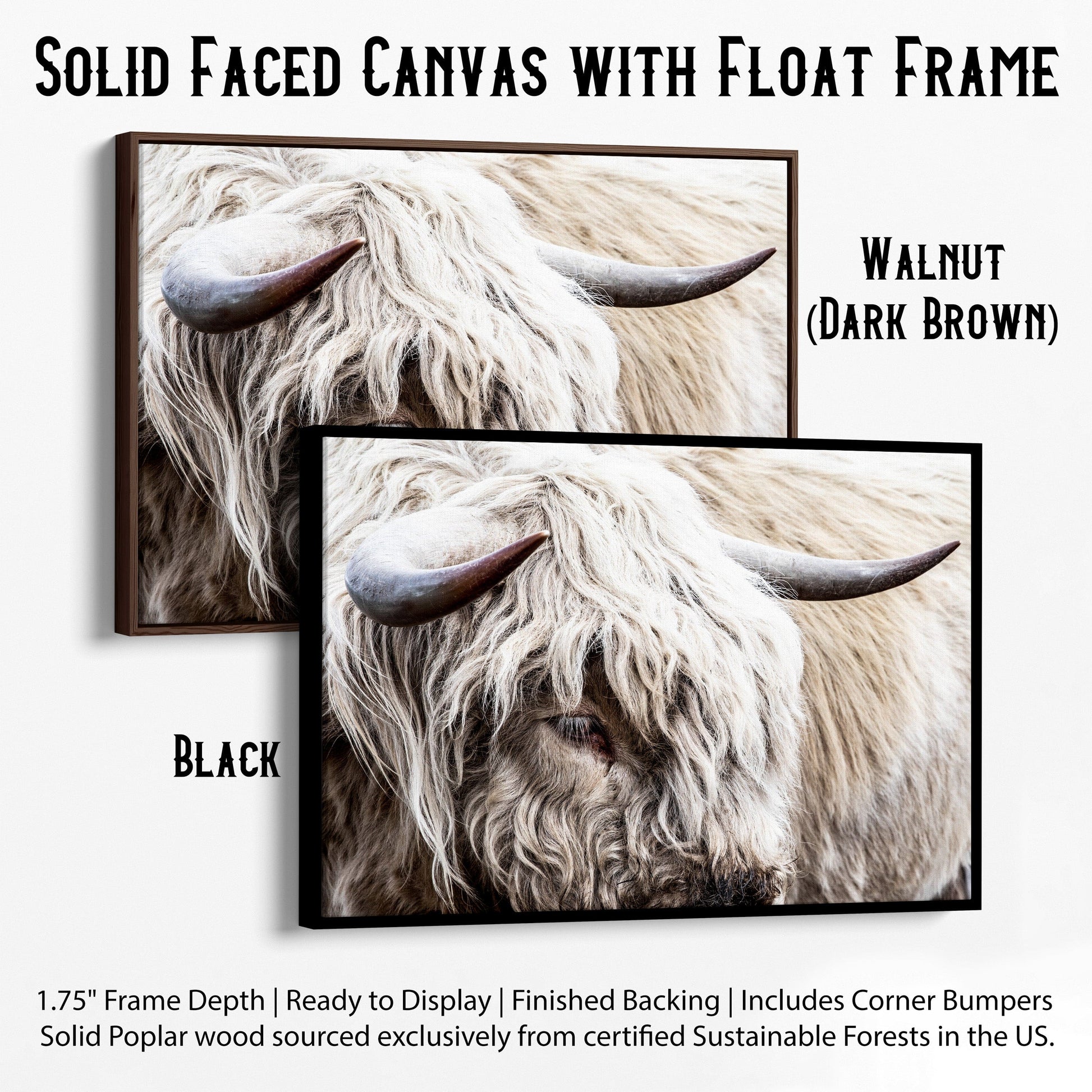 Highland Bull Canvas Print - Modern Cow Art Canvas-Black Frame / 12 x 18 Inches Wall Art Teri James Photography