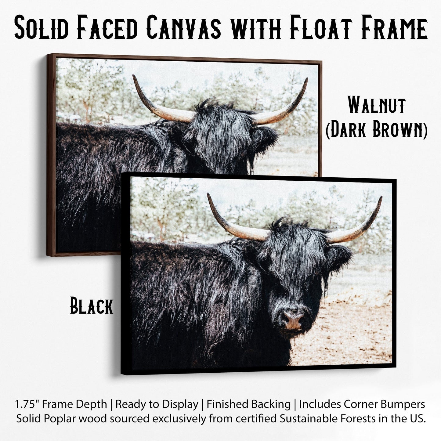 Highland Cattle Picture Canvas-Black Frame / 12 x 18 Inches Wall Art Teri James Photography