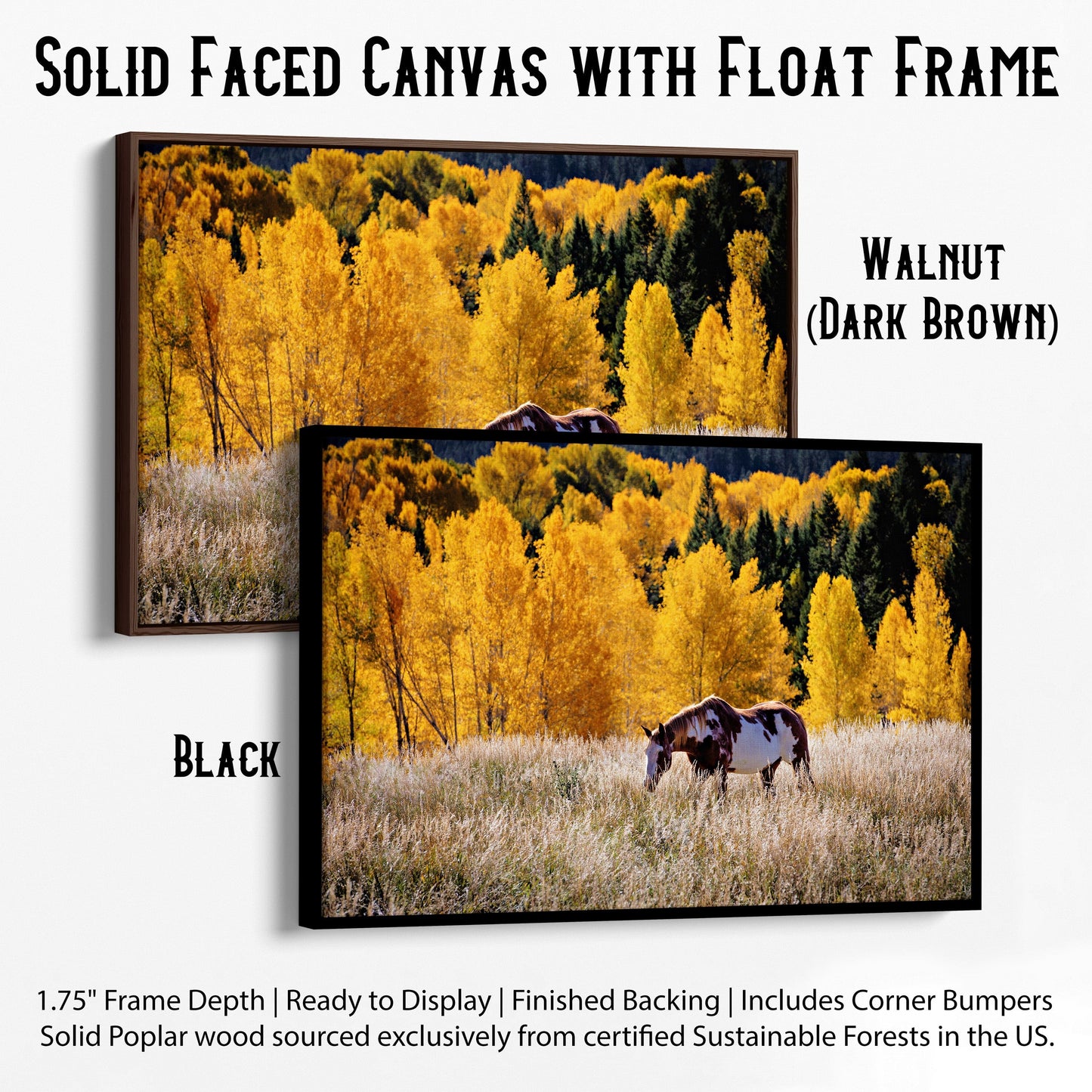 Horse Home Decor Canvas Canvas-Black Frame / 12 x 18 Inches Wall Art Teri James Photography