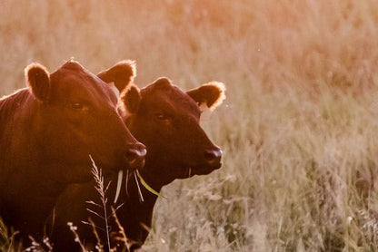 Large Black Angus Wall Art Canvas Wall Art Teri James Photography