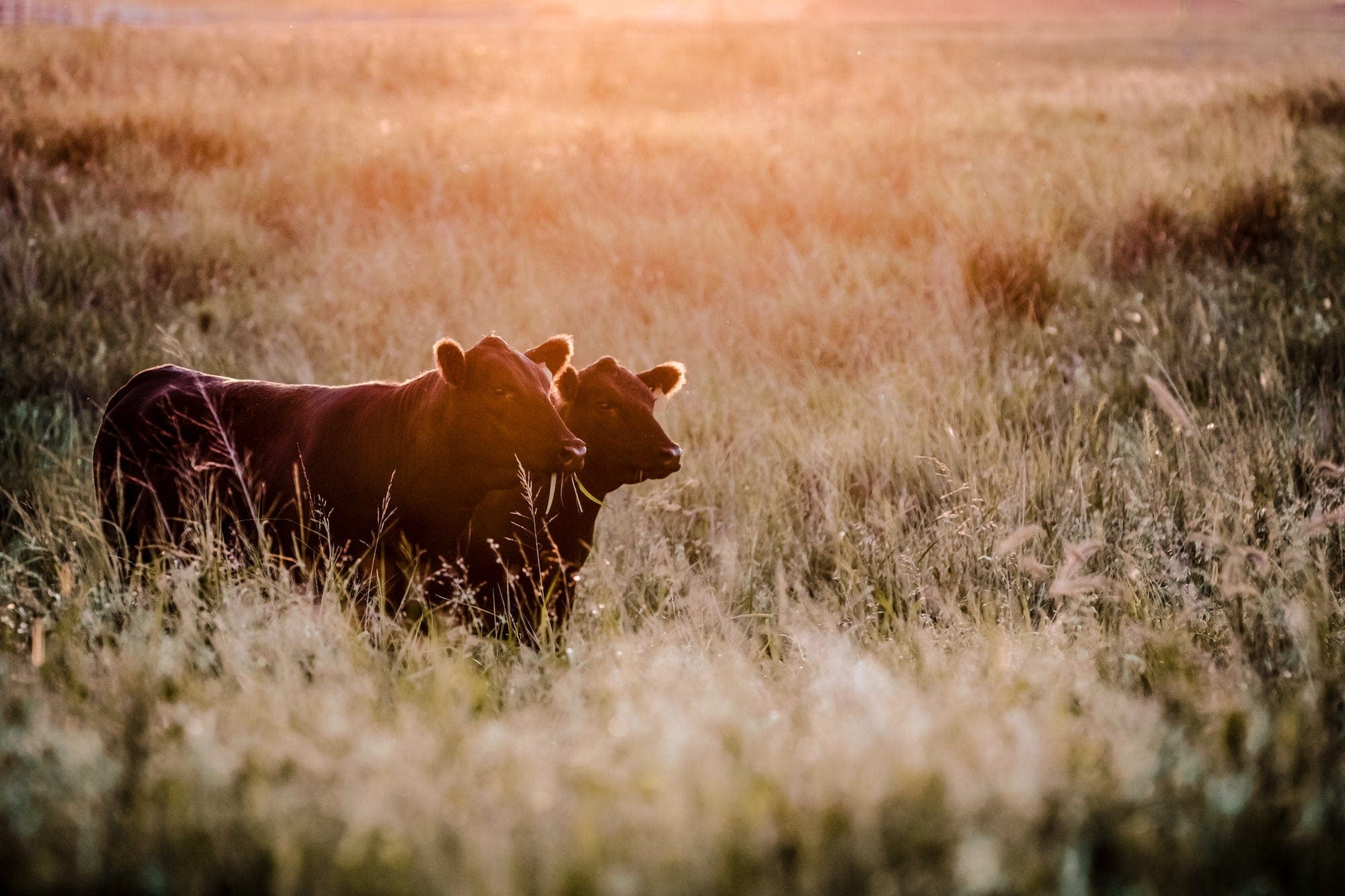 Large Black Angus Wall Art Canvas Paper Photo Print / 12 x 18 Inches Wall Art Teri James Photography