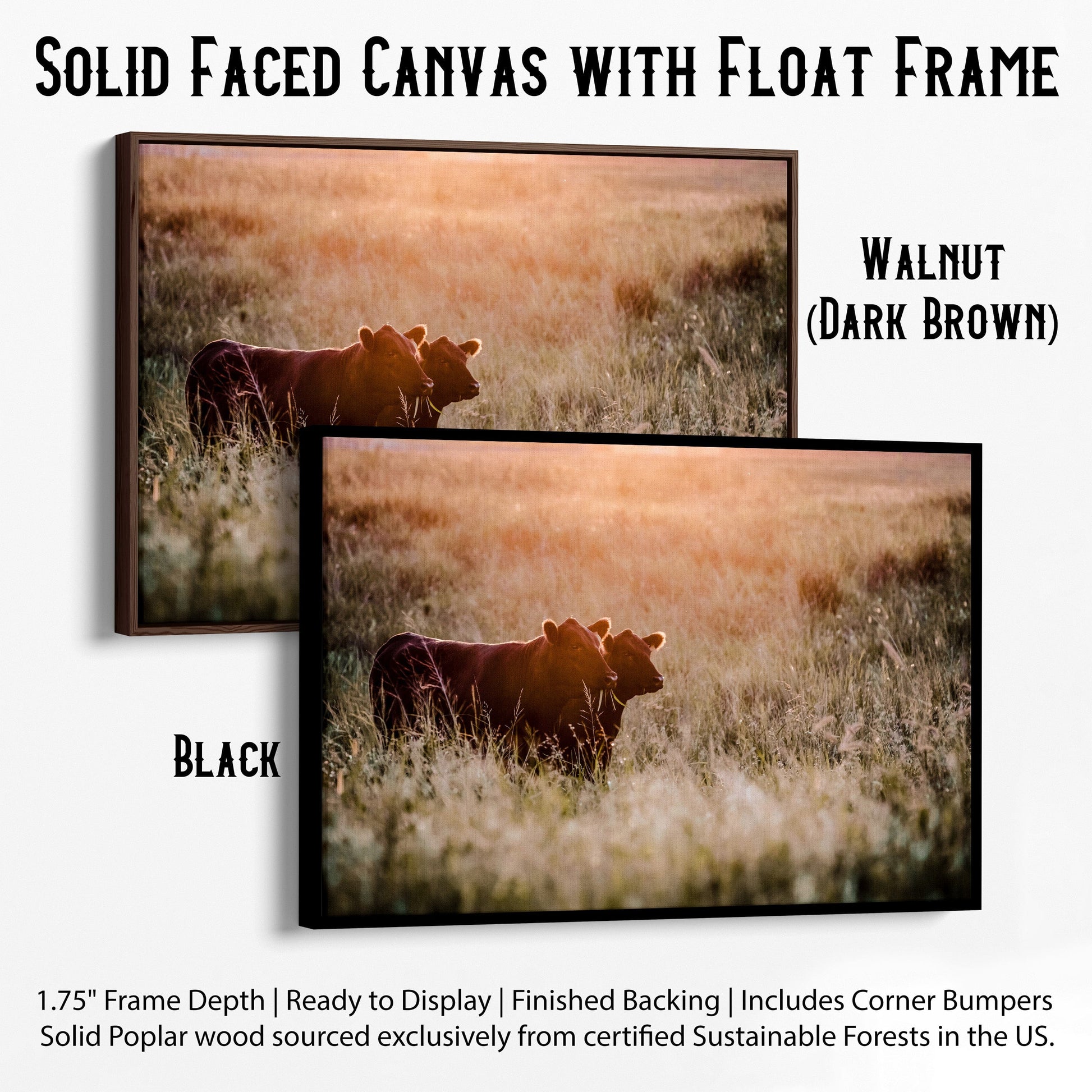 Large Black Angus Wall Art Canvas Canvas-Black Frame / 12 x 18 Inches Wall Art Teri James Photography