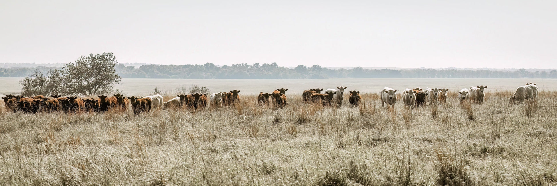 Large Panoramic Cattle Canvas Wall Art Teri James Photography