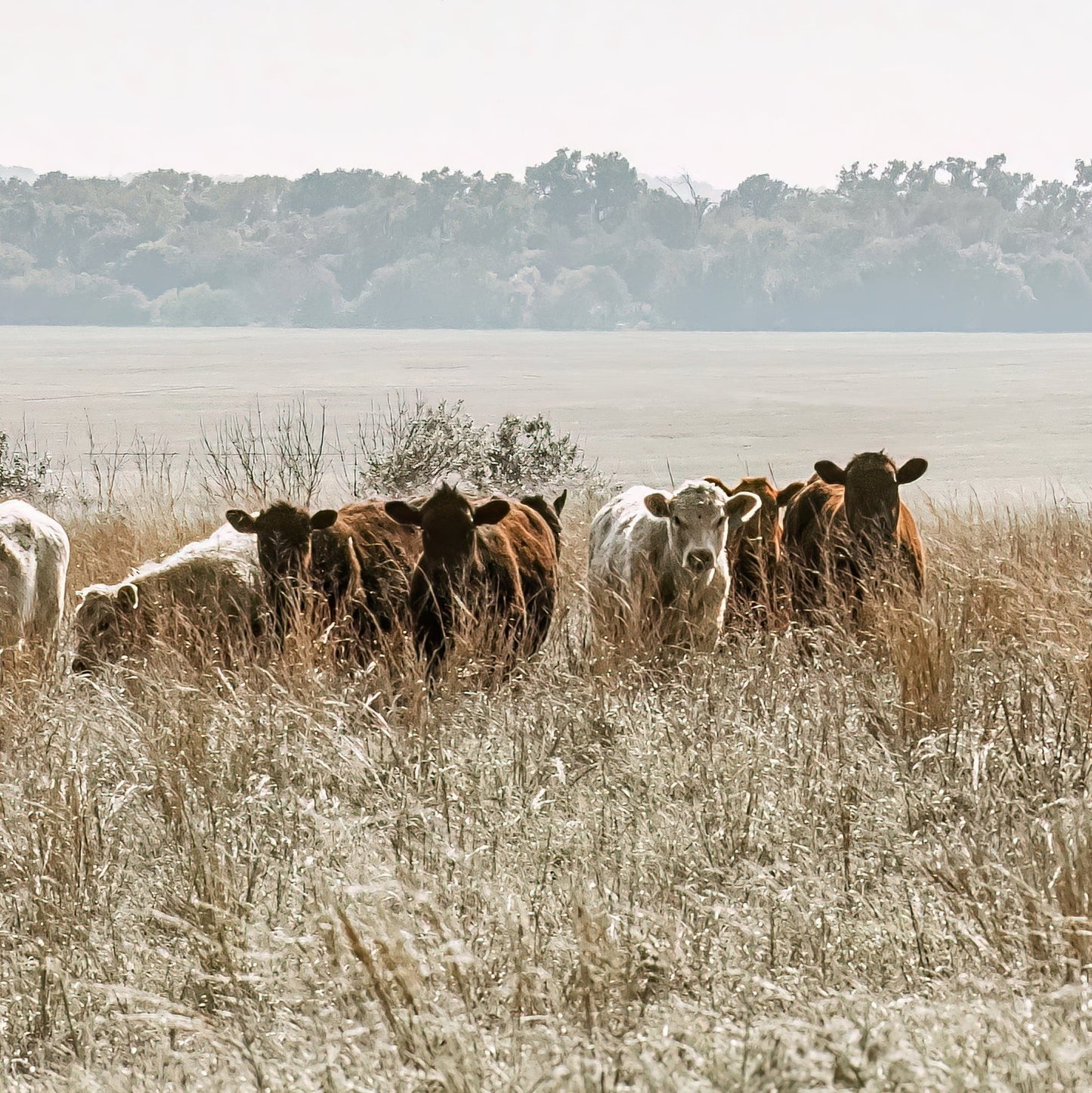 Large Panoramic Cattle Canvas Wall Art Teri James Photography