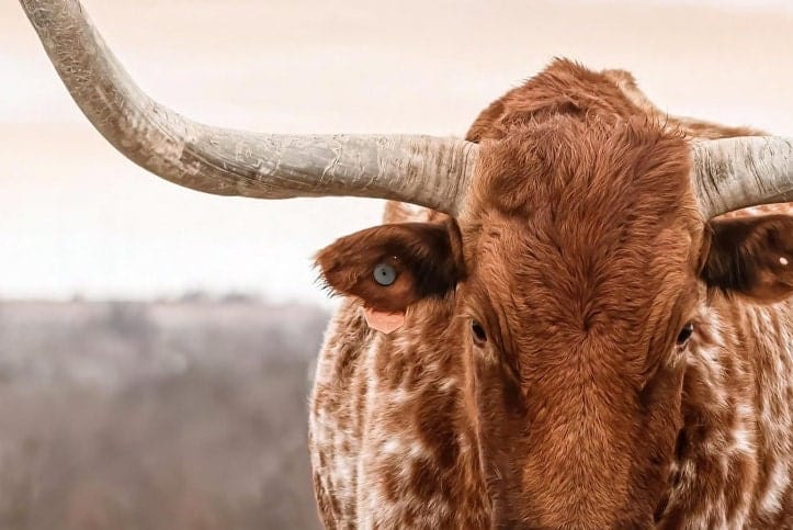 Large Texas Longhorn Wall Art Wall Art Teri James Photography